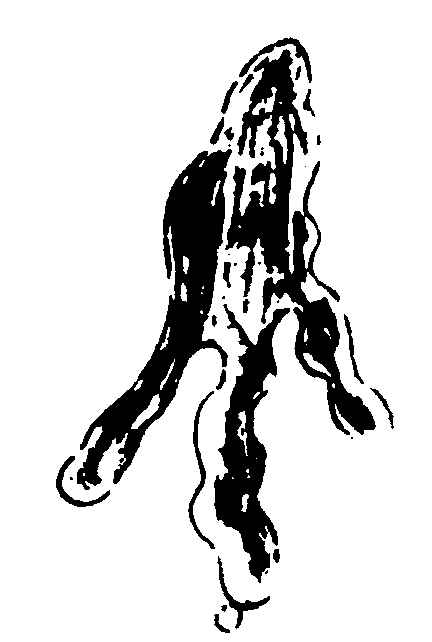 ����ͼ��