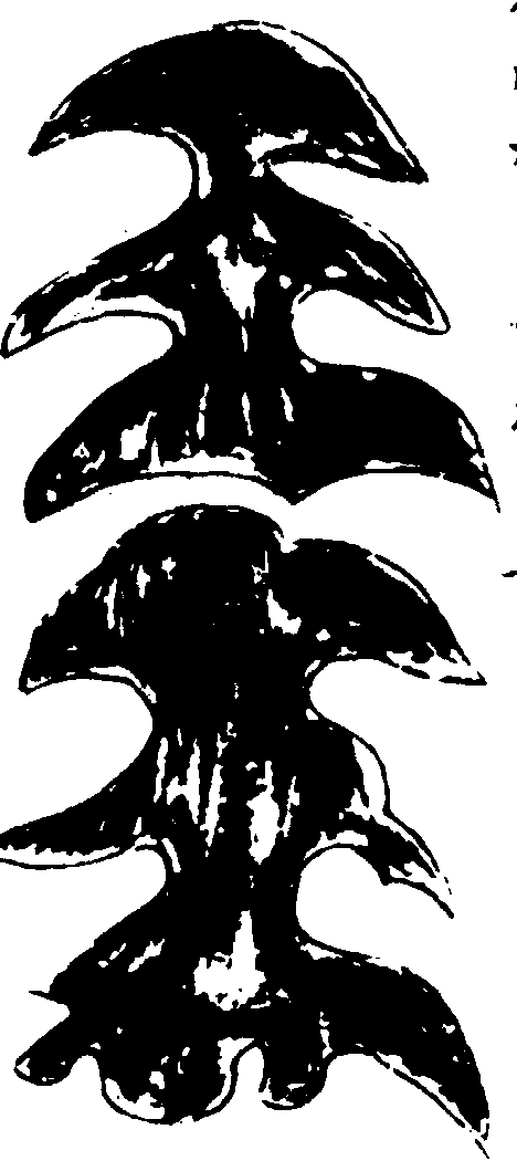 ����ͼ��