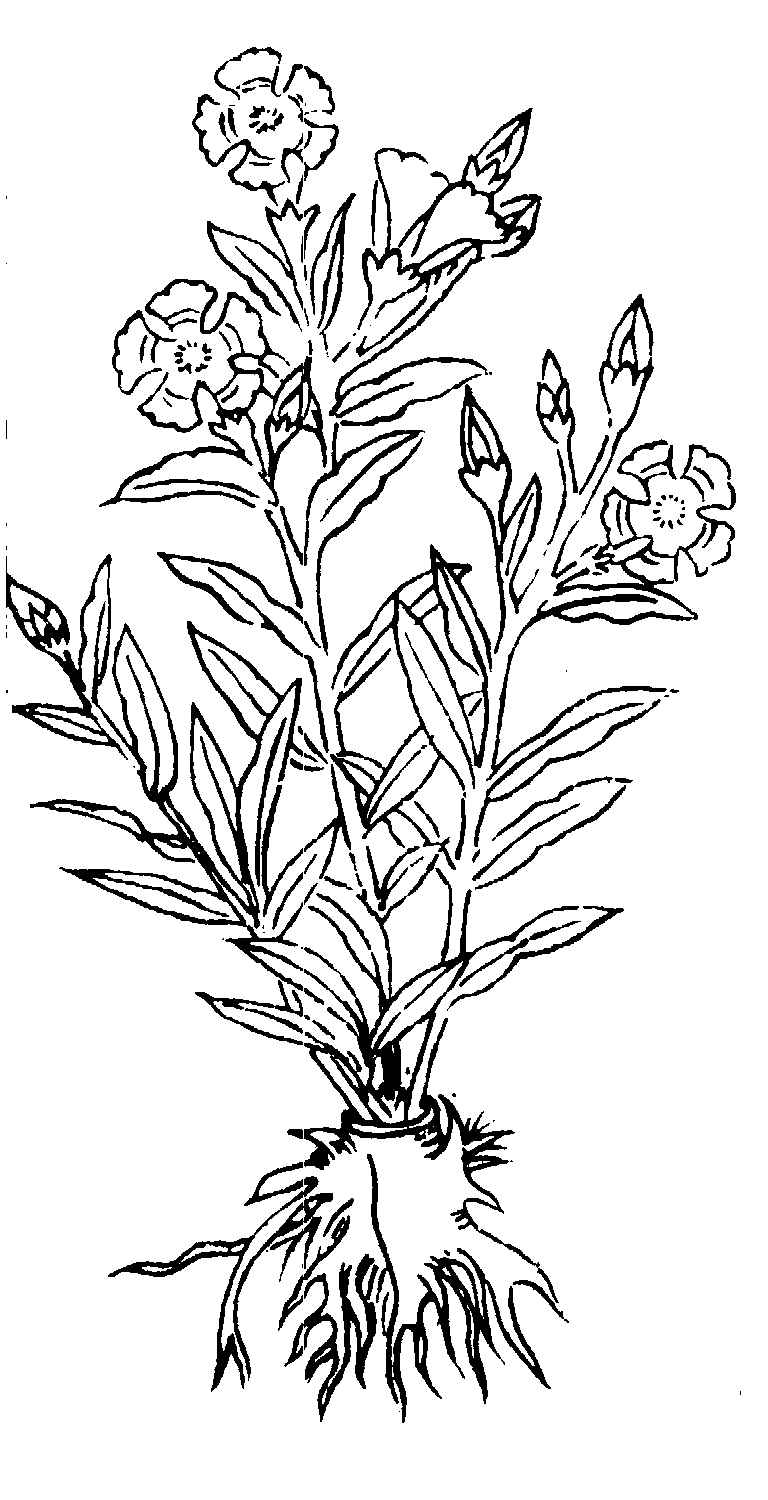 ����ͼ��